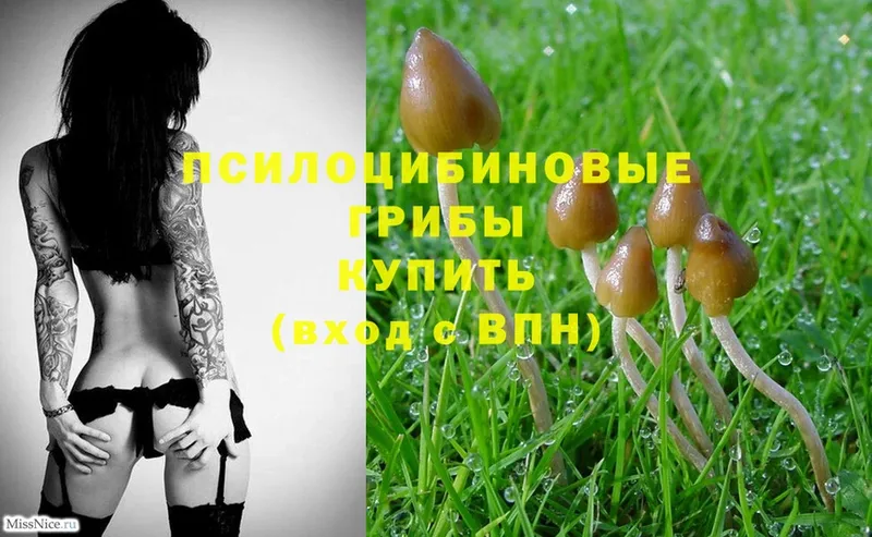 продажа наркотиков  Бузулук  Галлюциногенные грибы Psilocybe 